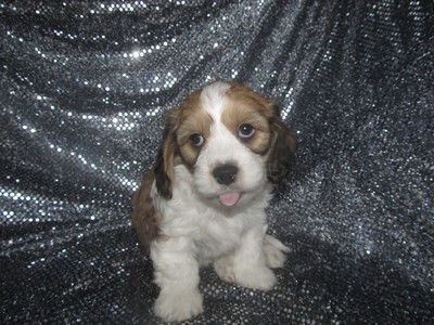 Male Cavachon Puppy for sale #32, Shipping $150 to Boston MA or Baltimore Maryland, Ready Christmas 2012 